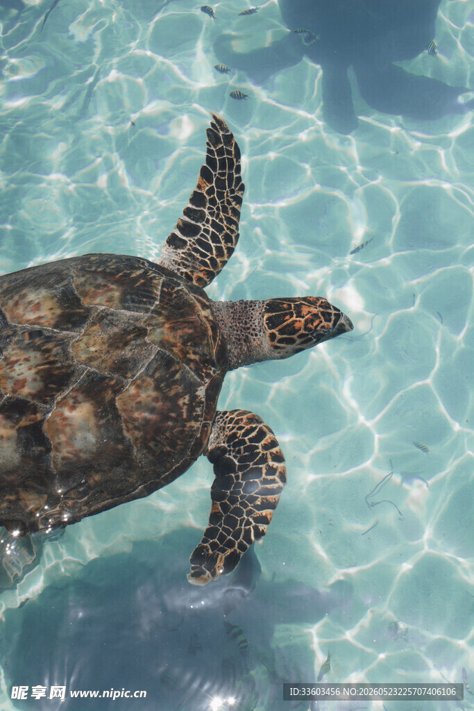 海中悠游的海龟