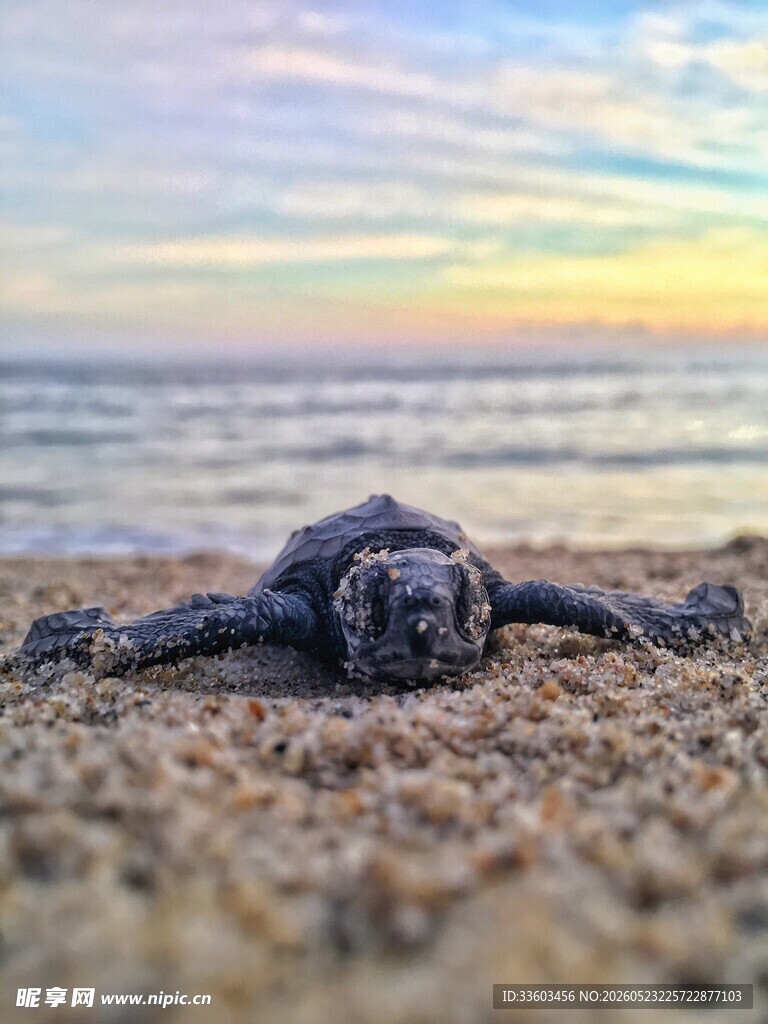 沙滩上的小海龟
