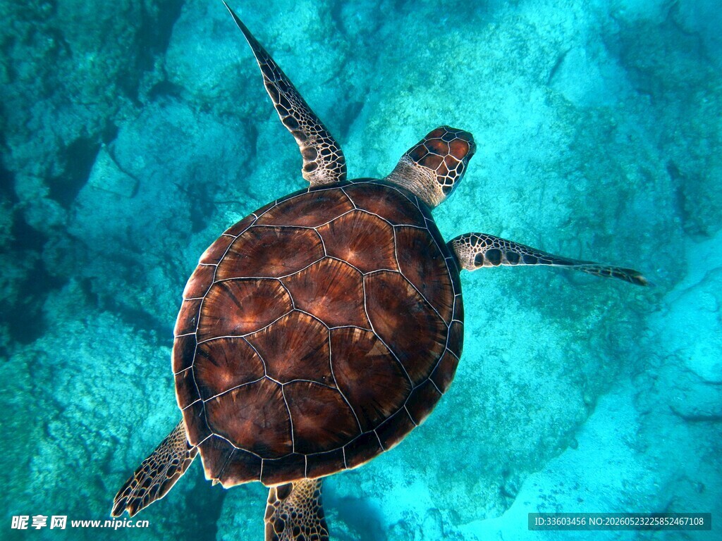 海洋中遨游的绿海龟