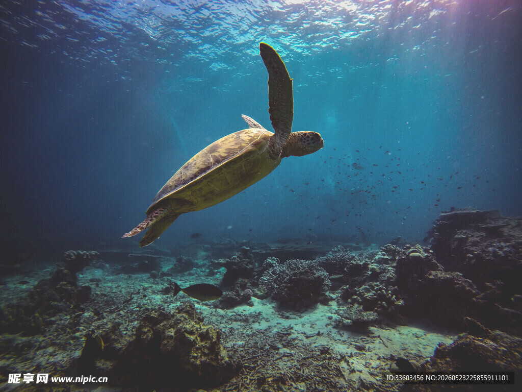 海底遨游的绿海龟