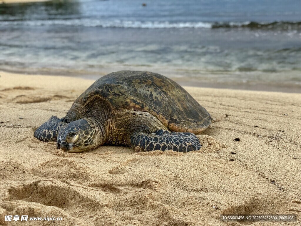 沙滩上休憩的大海龟