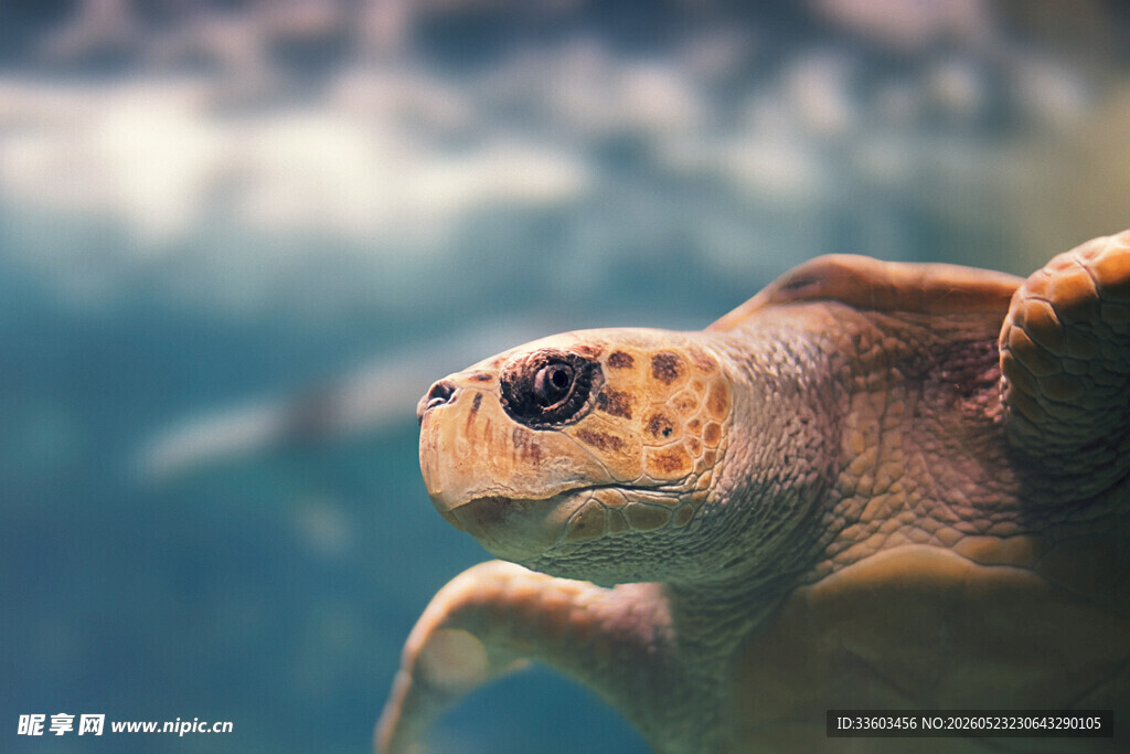水族馆中畅游的可爱海龟