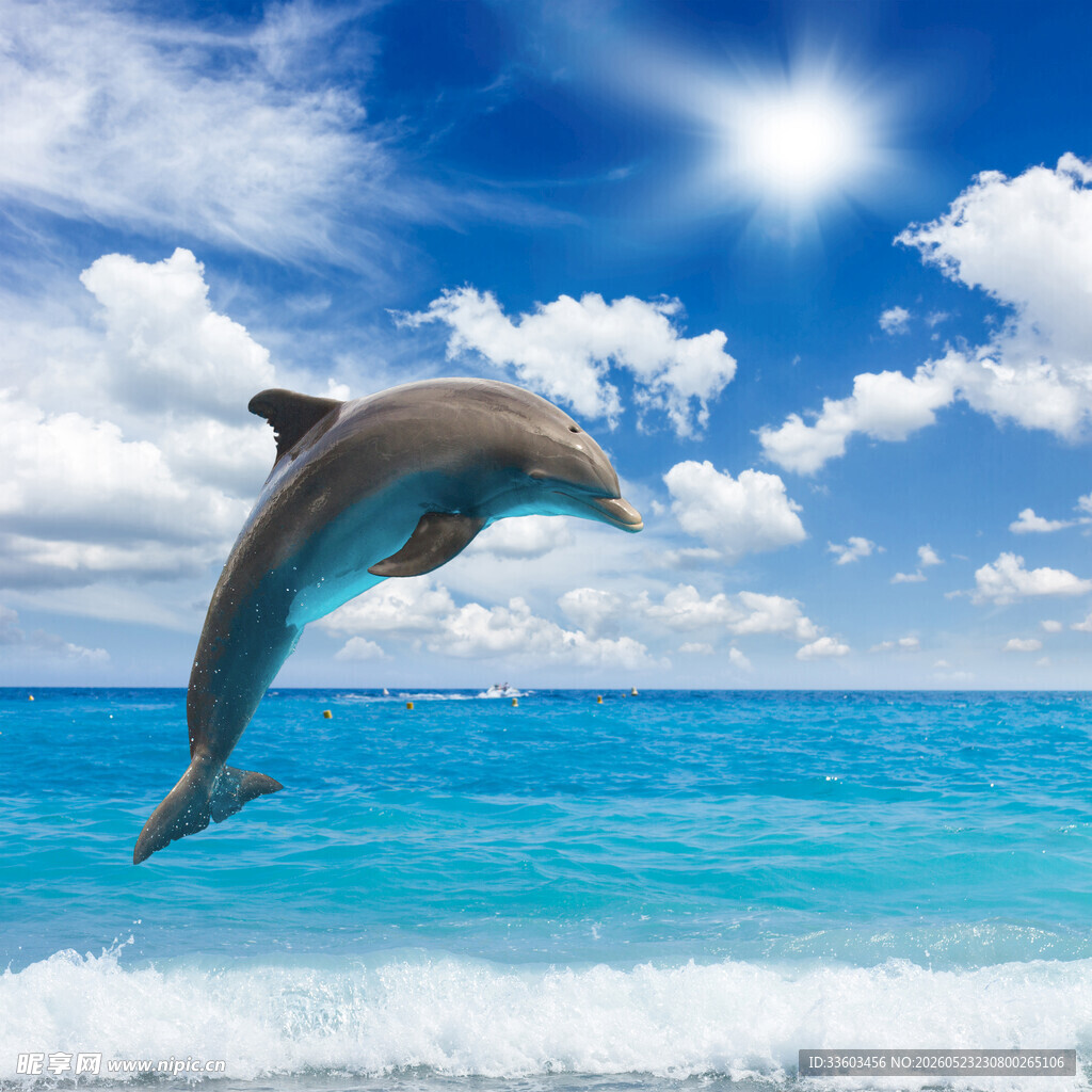 海豚跃出蔚蓝海洋
