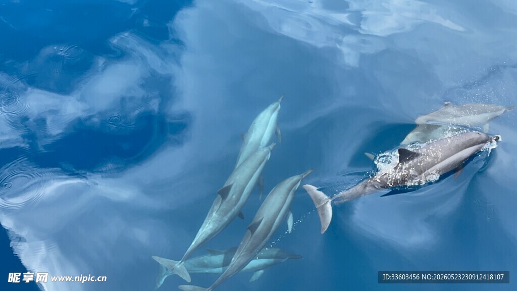 海豚