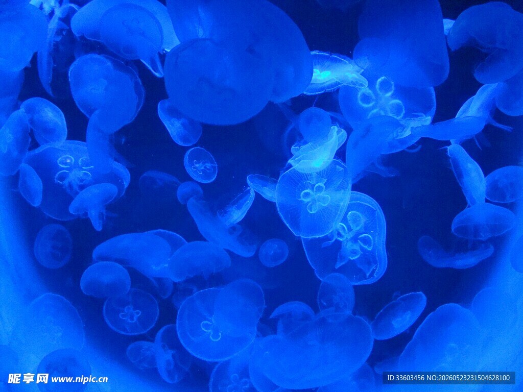 蓝色梦幻水母群