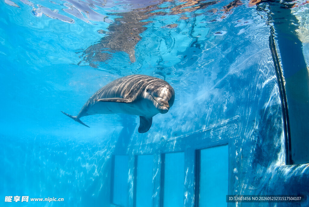 水族馆中畅游的可爱海龟