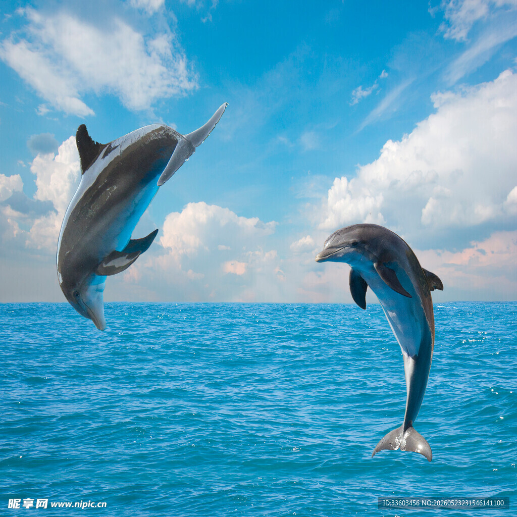 跃出海面的灵动海豚