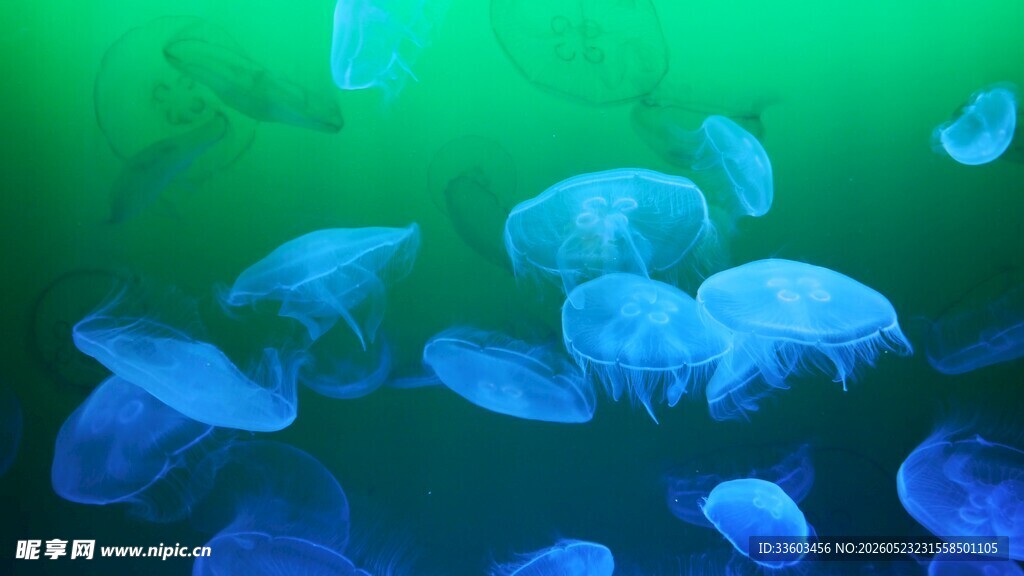 梦幻蓝色水母群