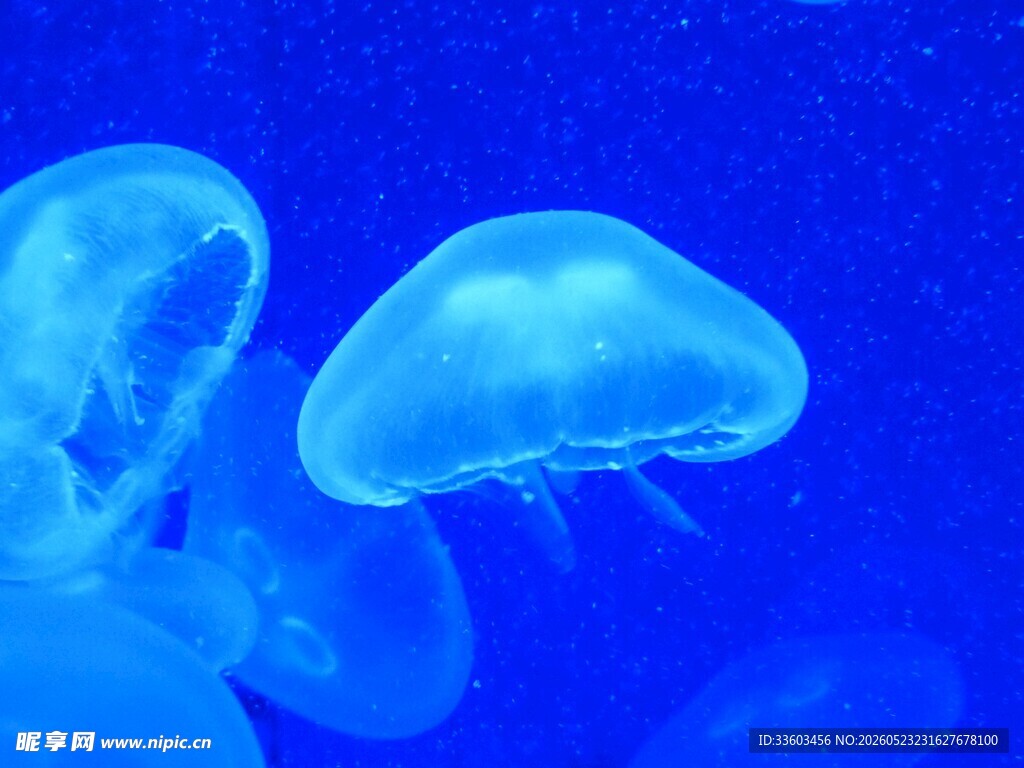 梦幻水母在蓝色海洋中游动