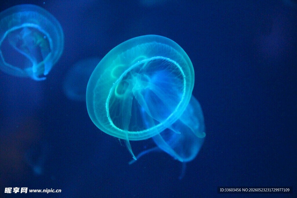 梦幻蓝色发光水母