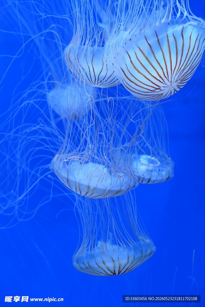 梦幻水母在蓝色海洋舞动