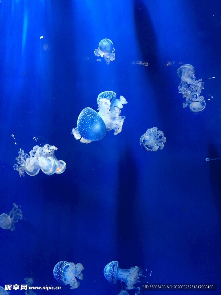 梦幻海洋中的灵动水母