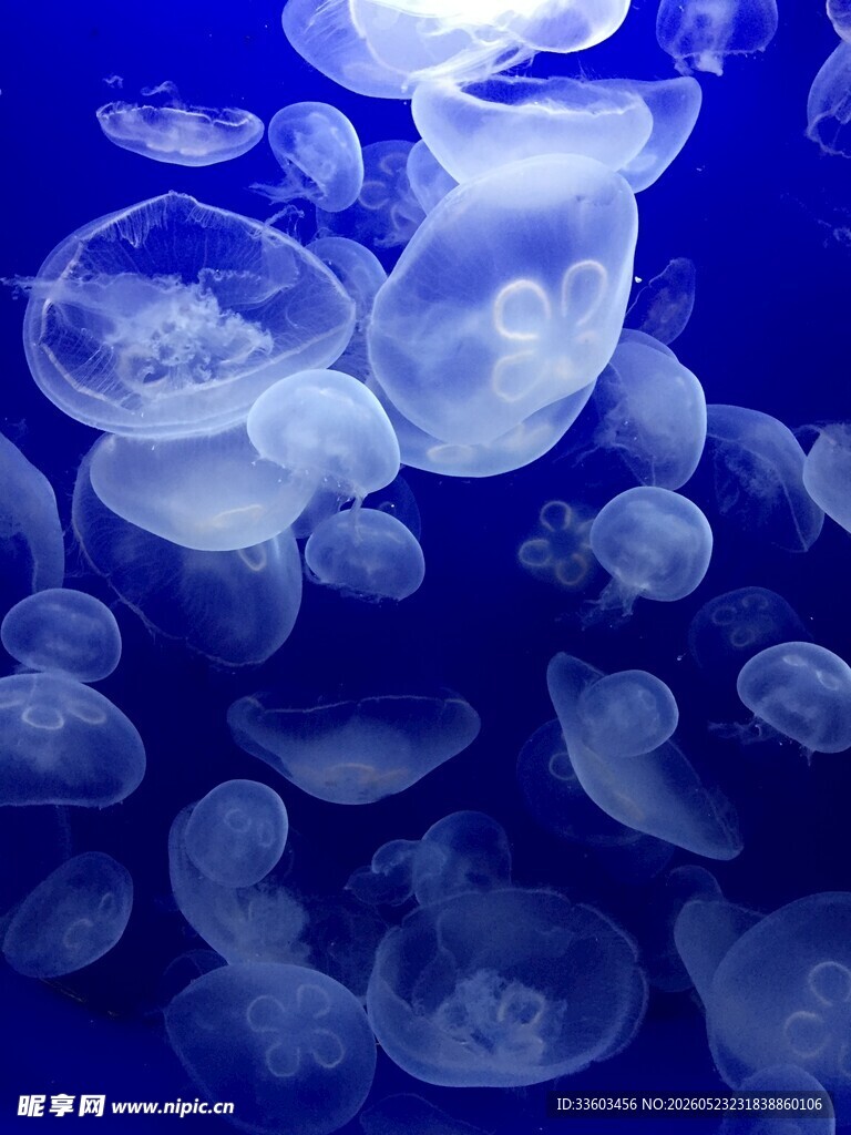 梦幻水母在深海中漂浮