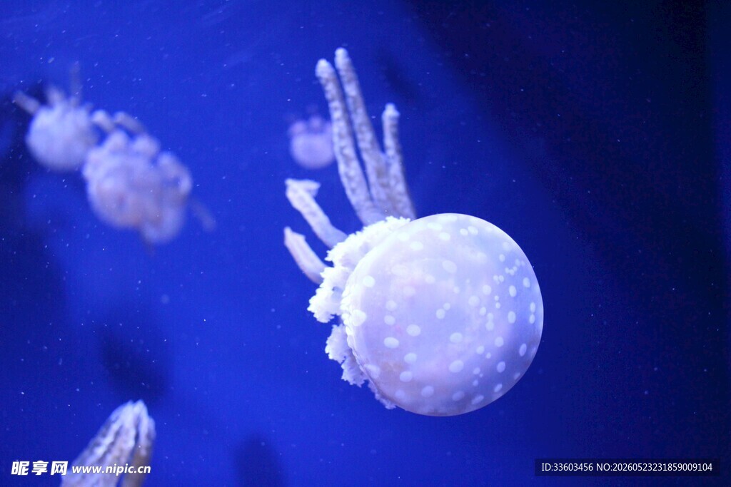 梦幻水母在蓝色海洋中游动