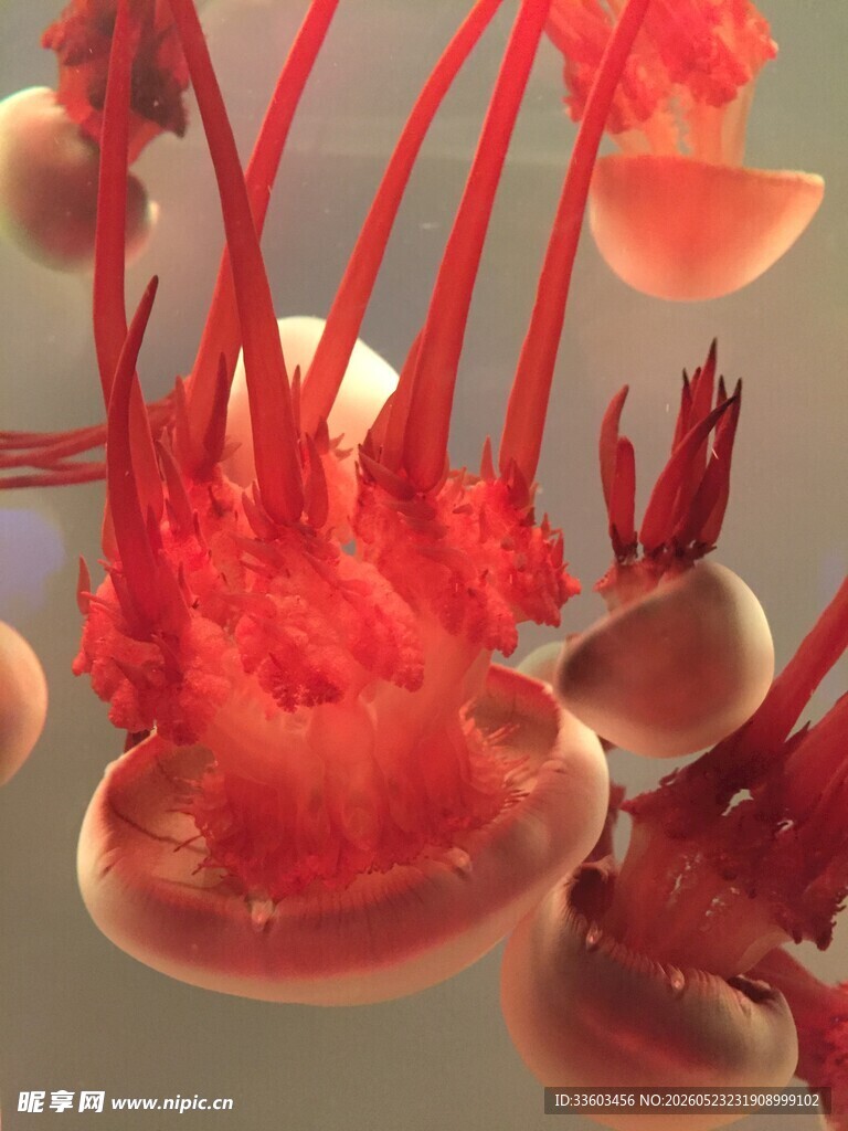 梦幻红色水母群