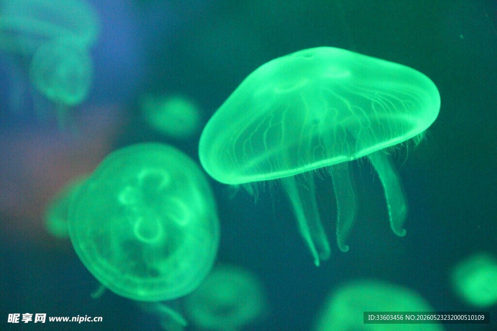 梦幻绿色水母在水中游动