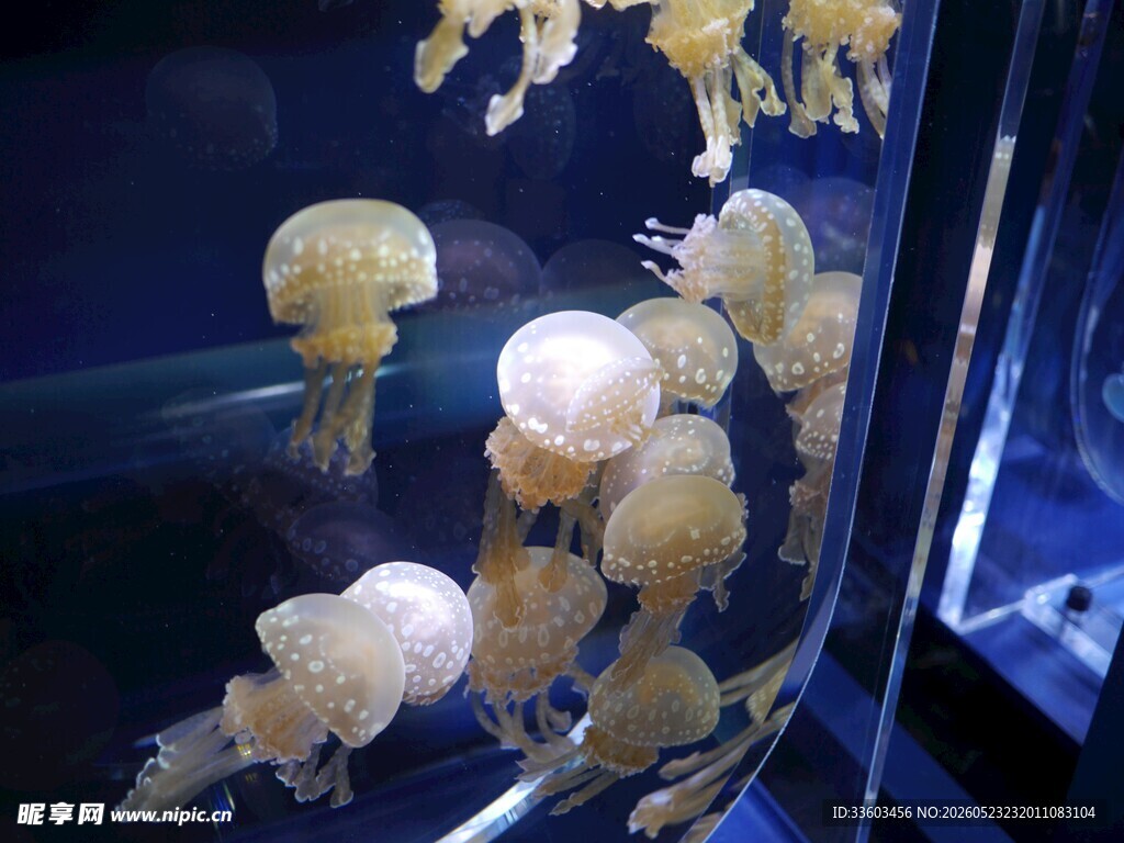 梦幻水母在水中飘逸