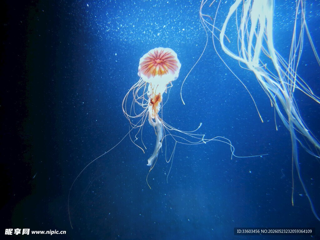 深海中的梦幻水母