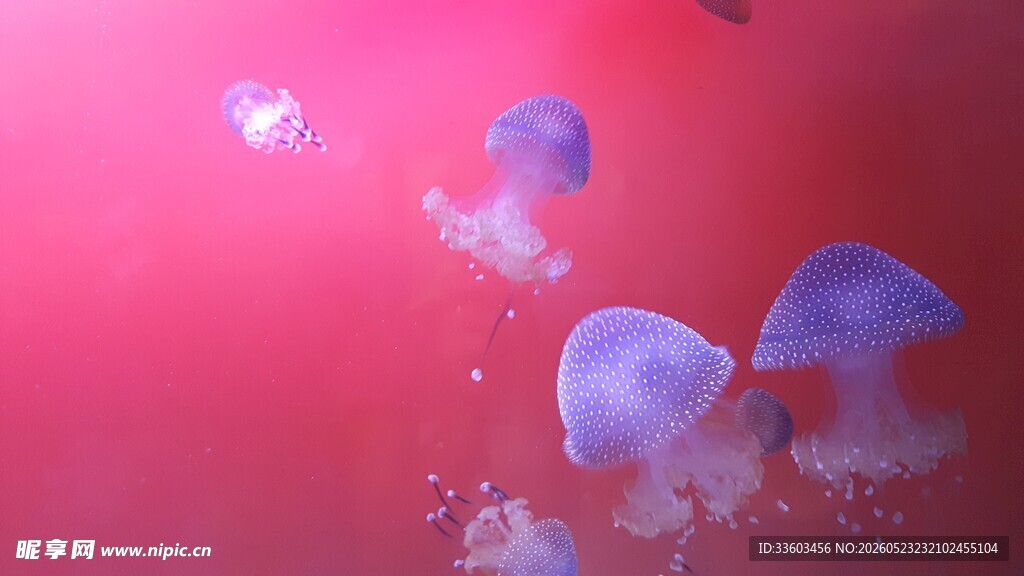 梦幻粉色背景下的水母