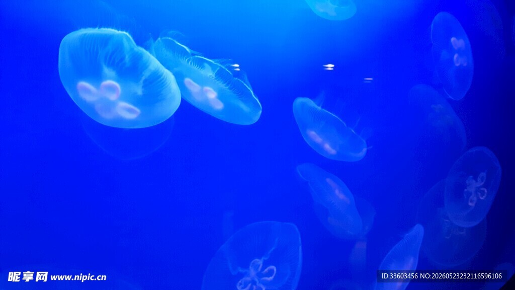 梦幻蓝色水母水中游