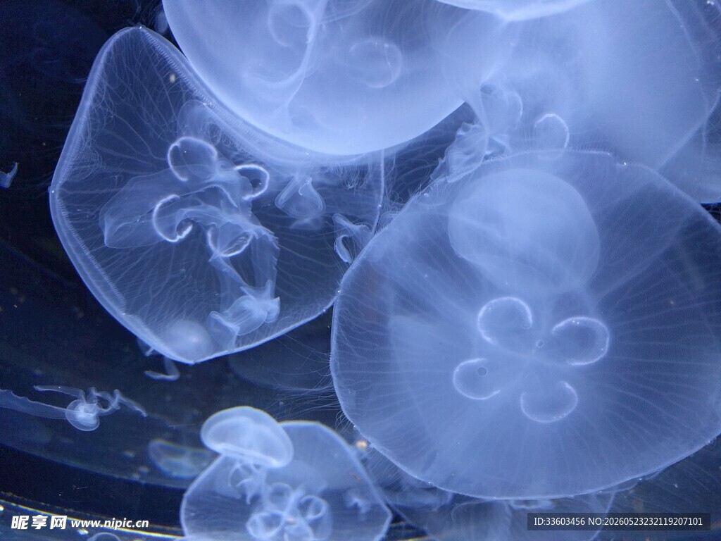 梦幻水母特写