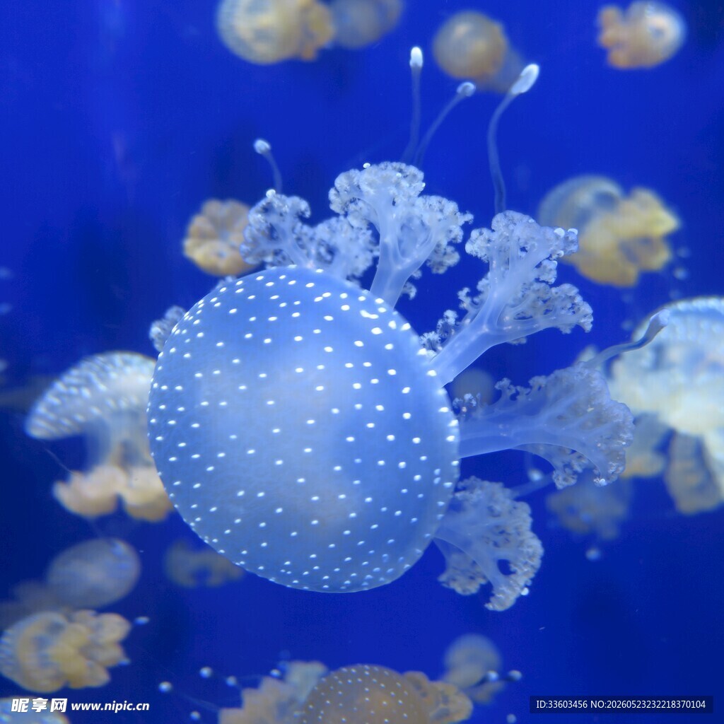 梦幻水母在蓝色海洋中游弋