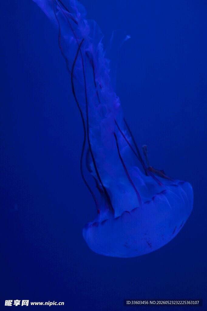 深海中的梦幻水母