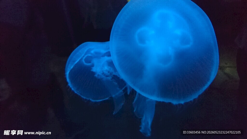梦幻蓝色水母