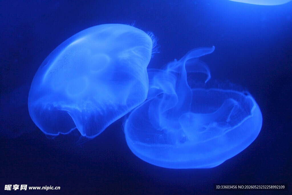 梦幻蓝色水母