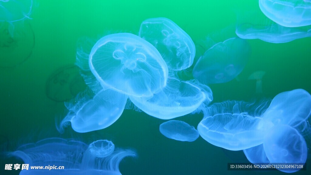 梦幻水母在水中轻盈漂浮