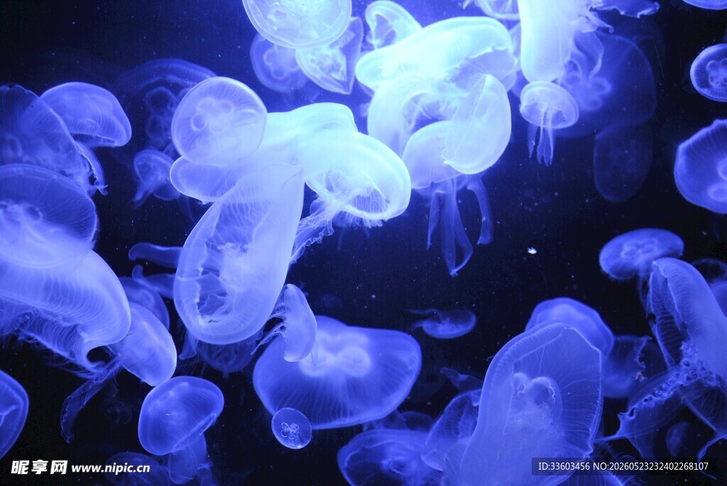 梦幻蓝色水母群