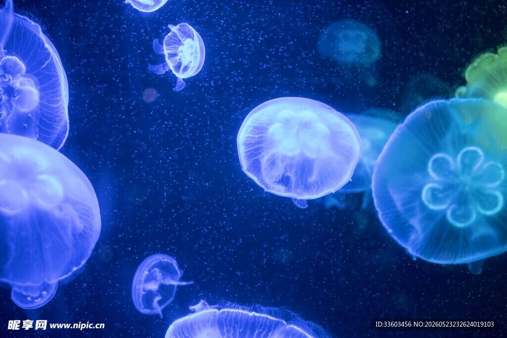 梦幻水母在水中悠然游动
