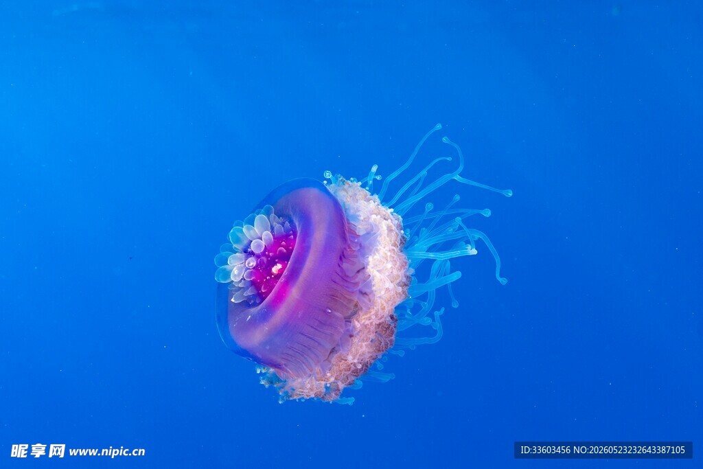 梦幻水母在蓝色海洋中游动