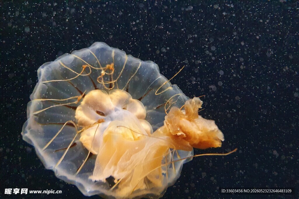 透明水母中的黄色生物