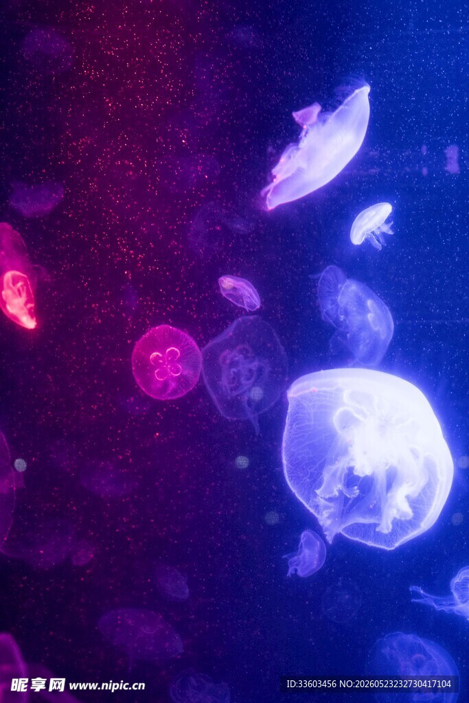 梦幻水母在水中游动