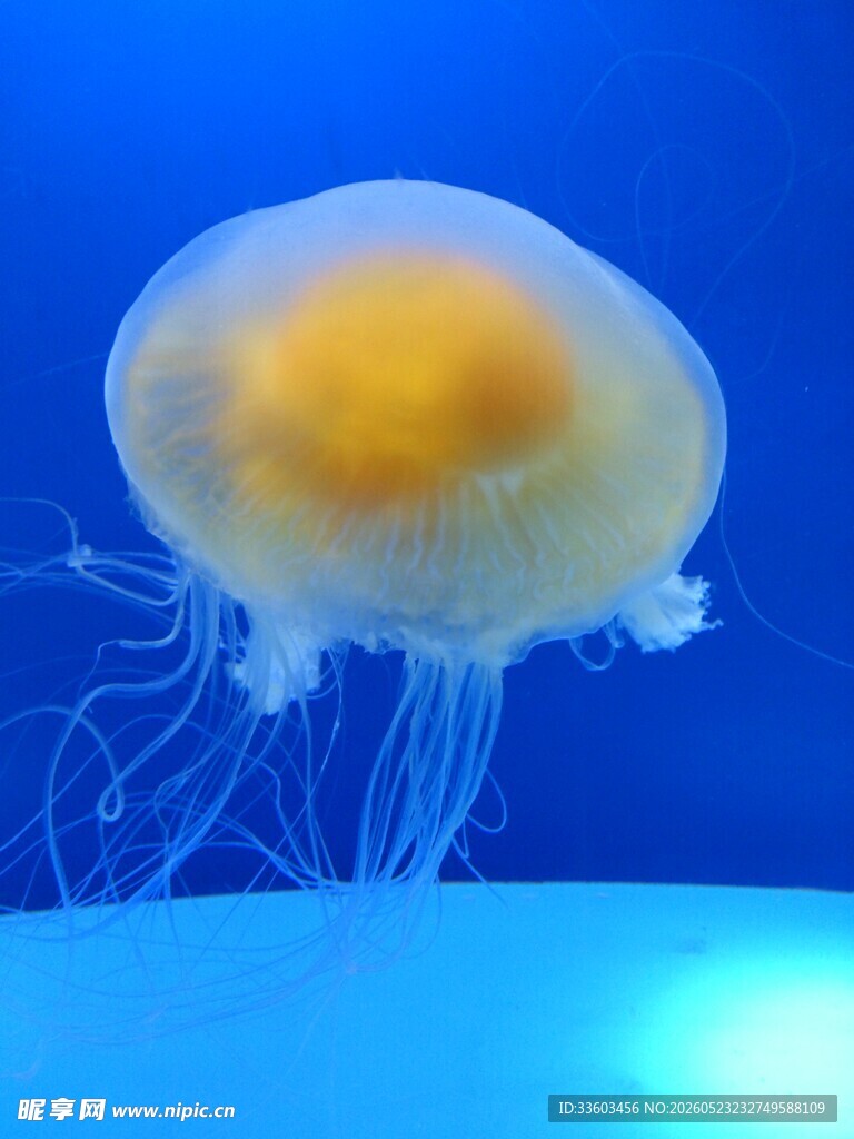 梦幻水母在水中优雅游动