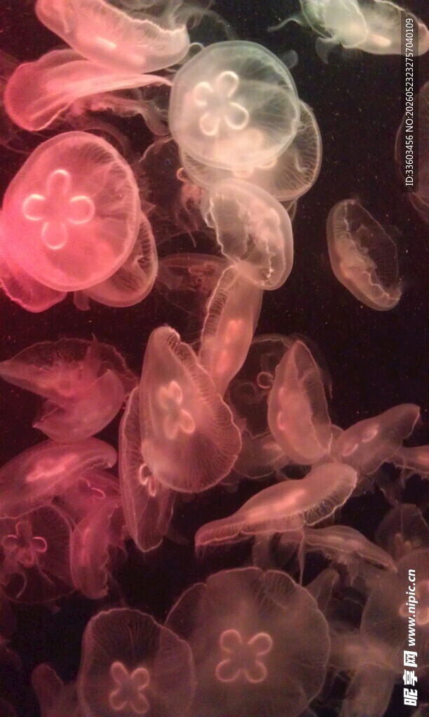梦幻粉色水母群