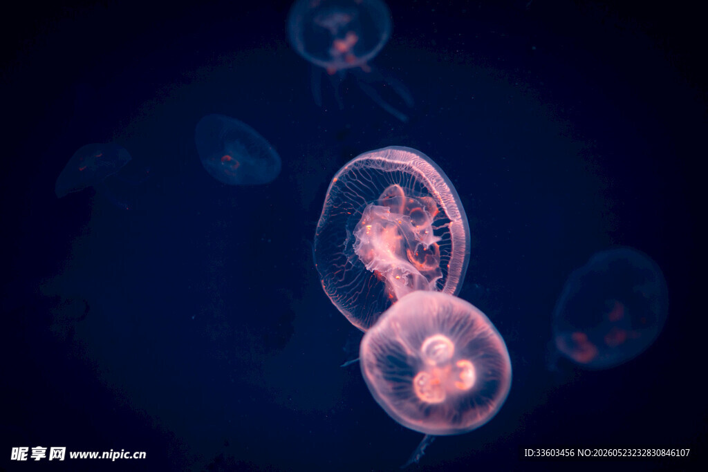 梦幻水母在深海中漂浮