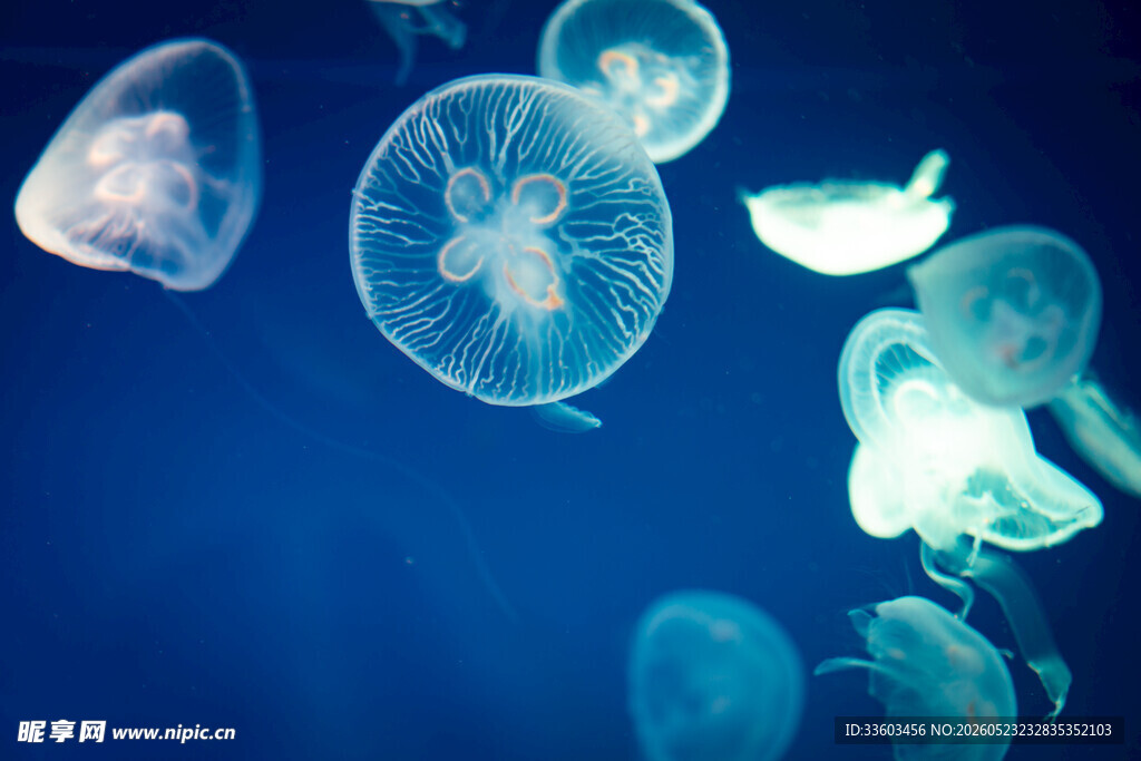 梦幻水母在深海中飘逸