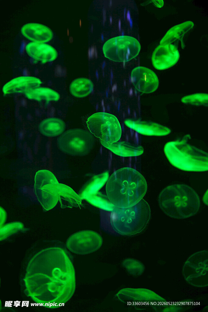 梦幻绿水母在水中飘逸