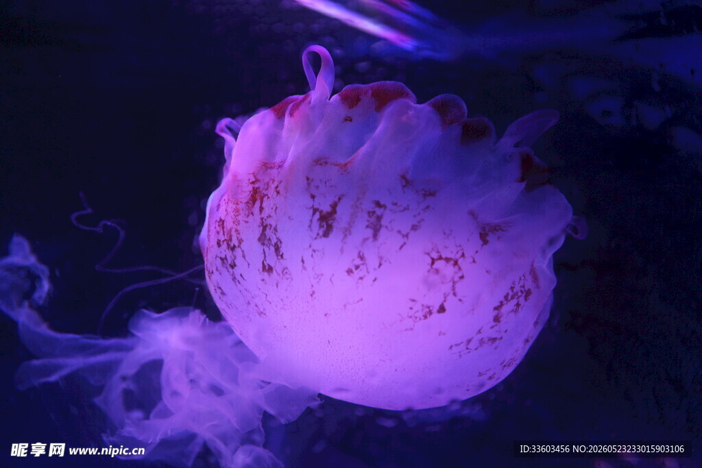 梦幻紫色水母发光瞬间
