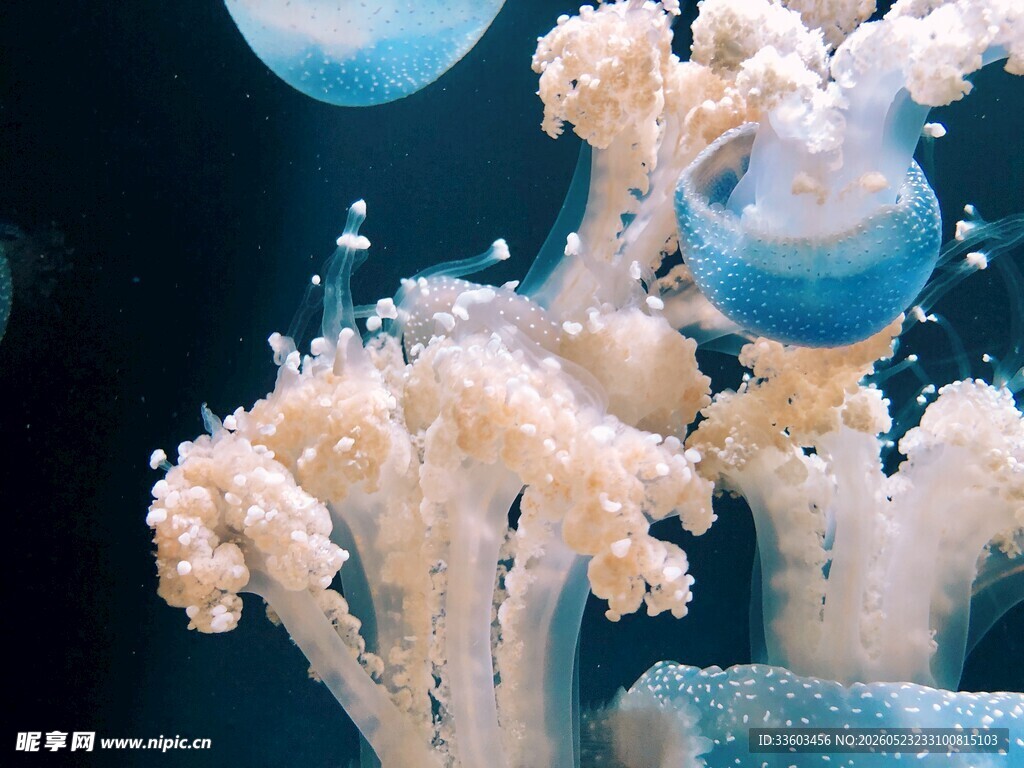 梦幻水母与珊瑚景观