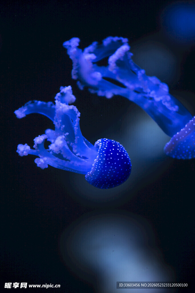 梦幻蓝色水母绽放瞬间