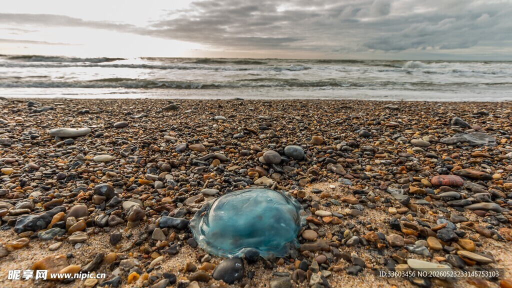 海滩上的蓝色水母