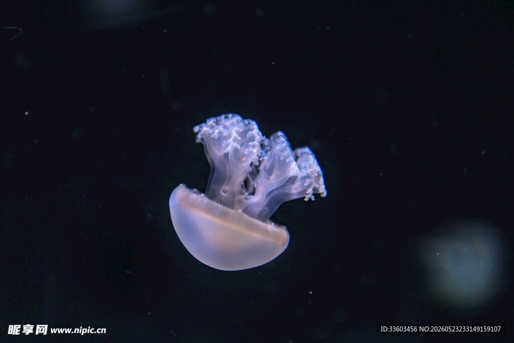 梦幻水母在水中优雅漂浮