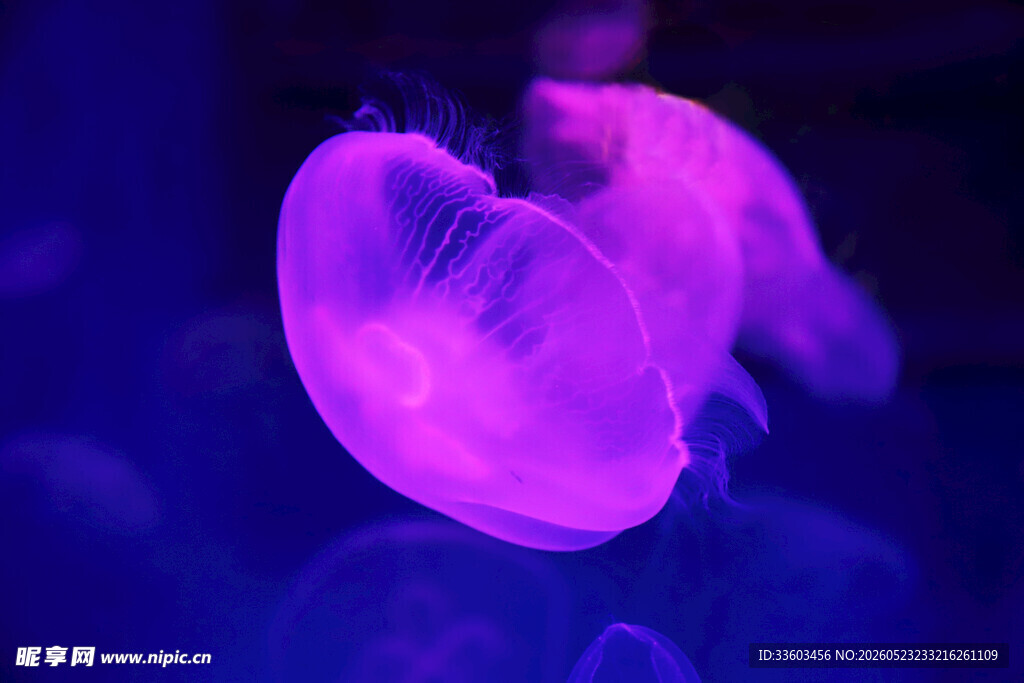 梦幻紫色水母在水中飘动