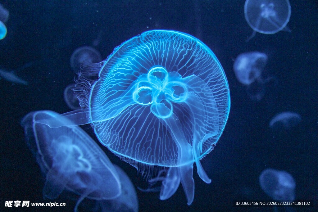 梦幻蓝色水母在水中游动