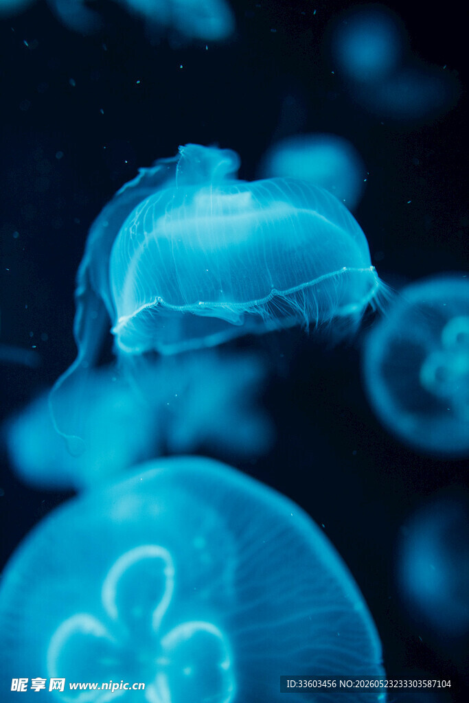 梦幻蓝色水母在水中游动