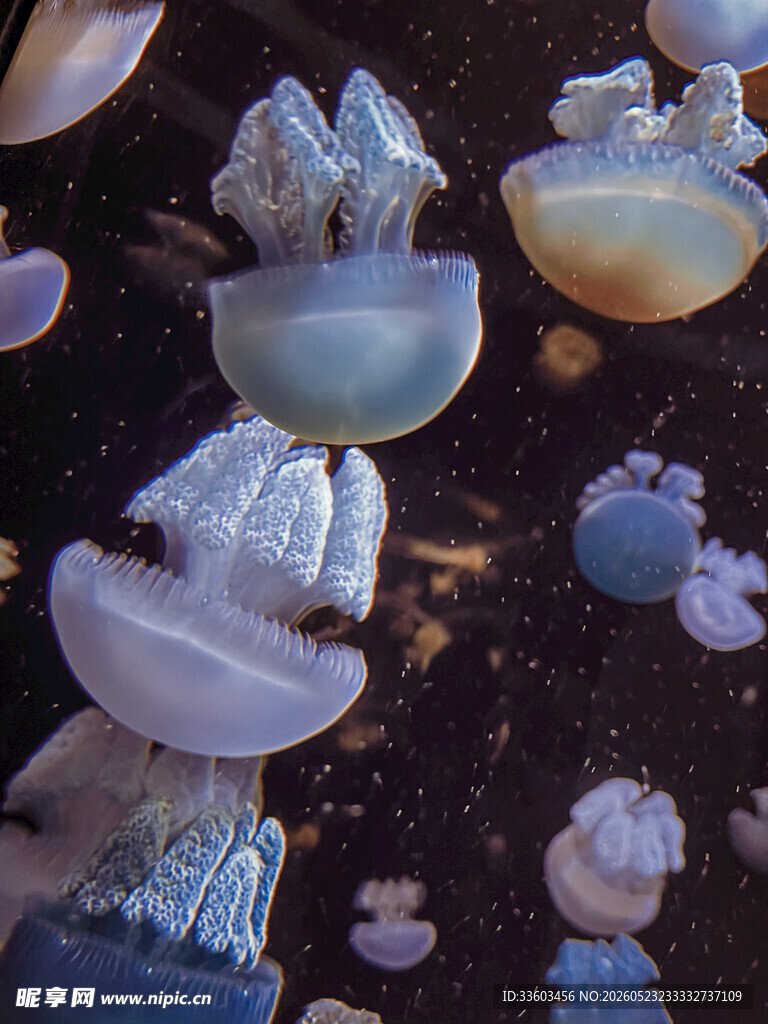 梦幻水母群灵动海洋精灵