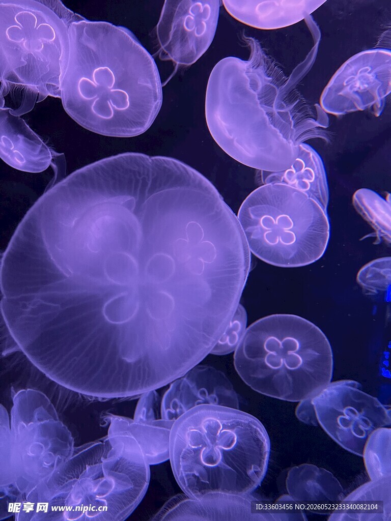 梦幻紫色水母群